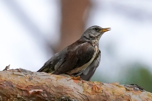 Lyg sapnuočiau, kad pabundu