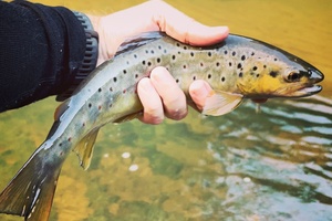 Mažo upelio upėtakis prieš sezonui užsidarant