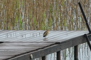 Lyg sapnuočiau, kad pabundu