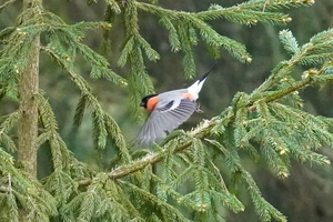 Lyg sapnuočiau, kad pabundu