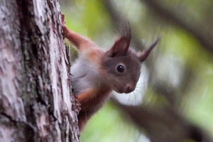 Lyg sapnuočiau, kad pabundu